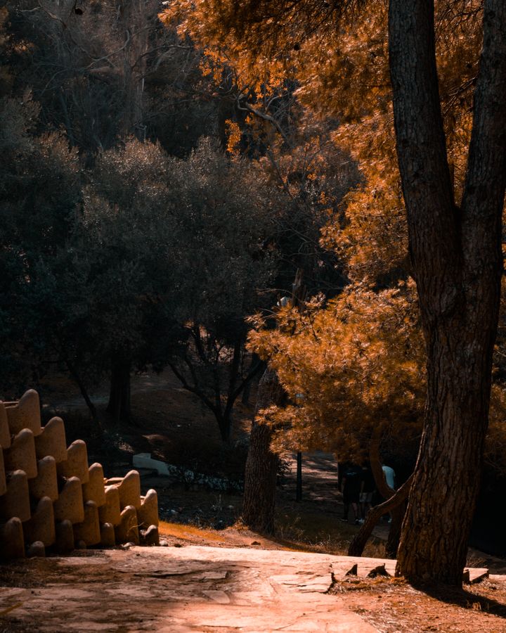 la foret de Zemouri 